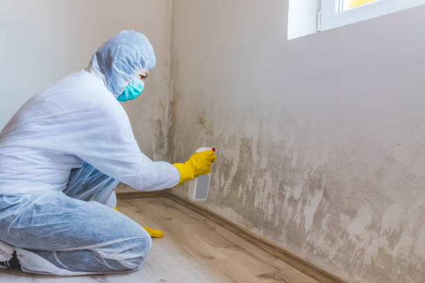 Licensed Mold Remediation service in Emerson, NJ - WQB Mold Removal